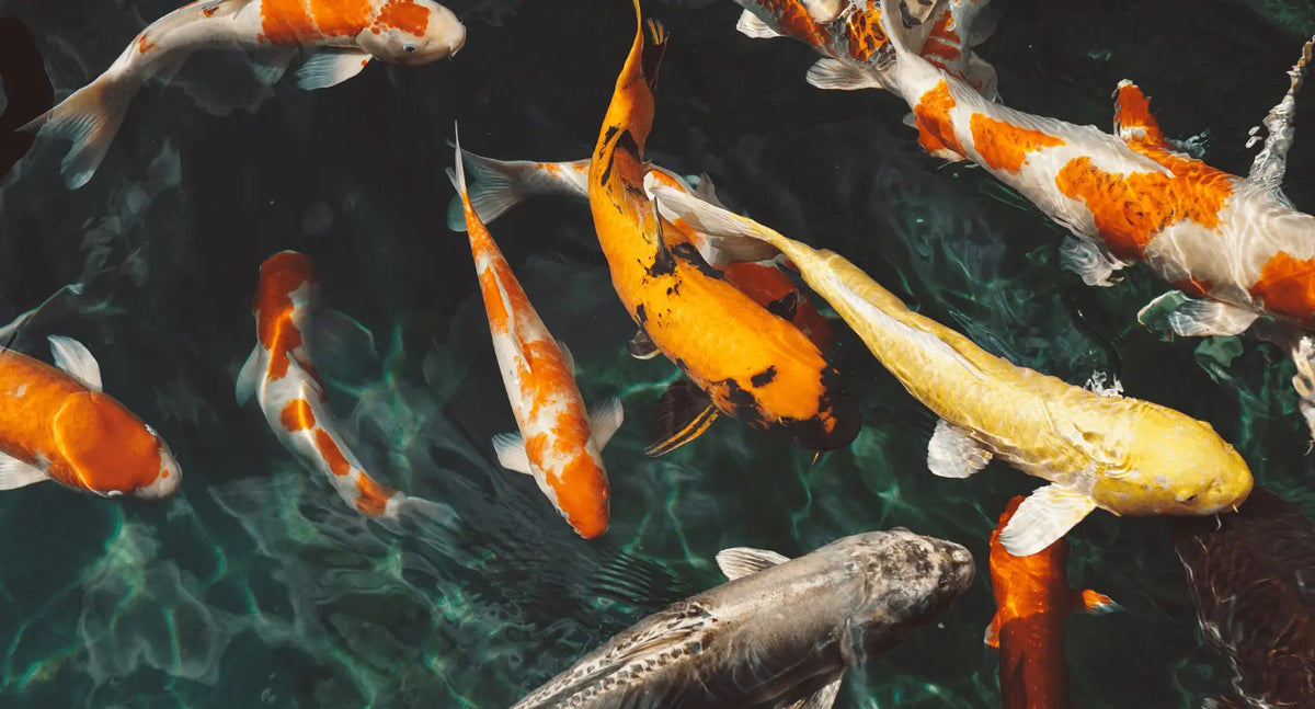 Is Pond Glass Safe For Fish