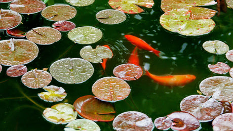 Will Summer Heat Damage My Pond Viewing Window