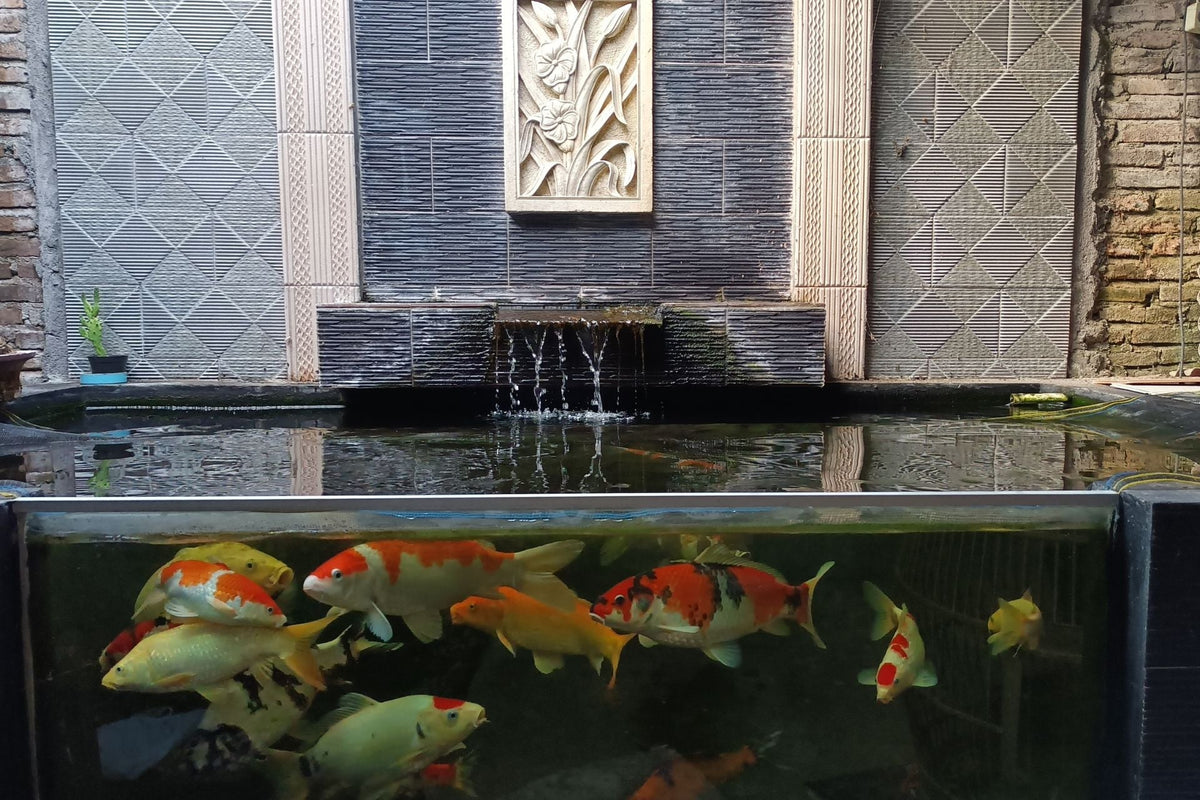 koi pond glass window